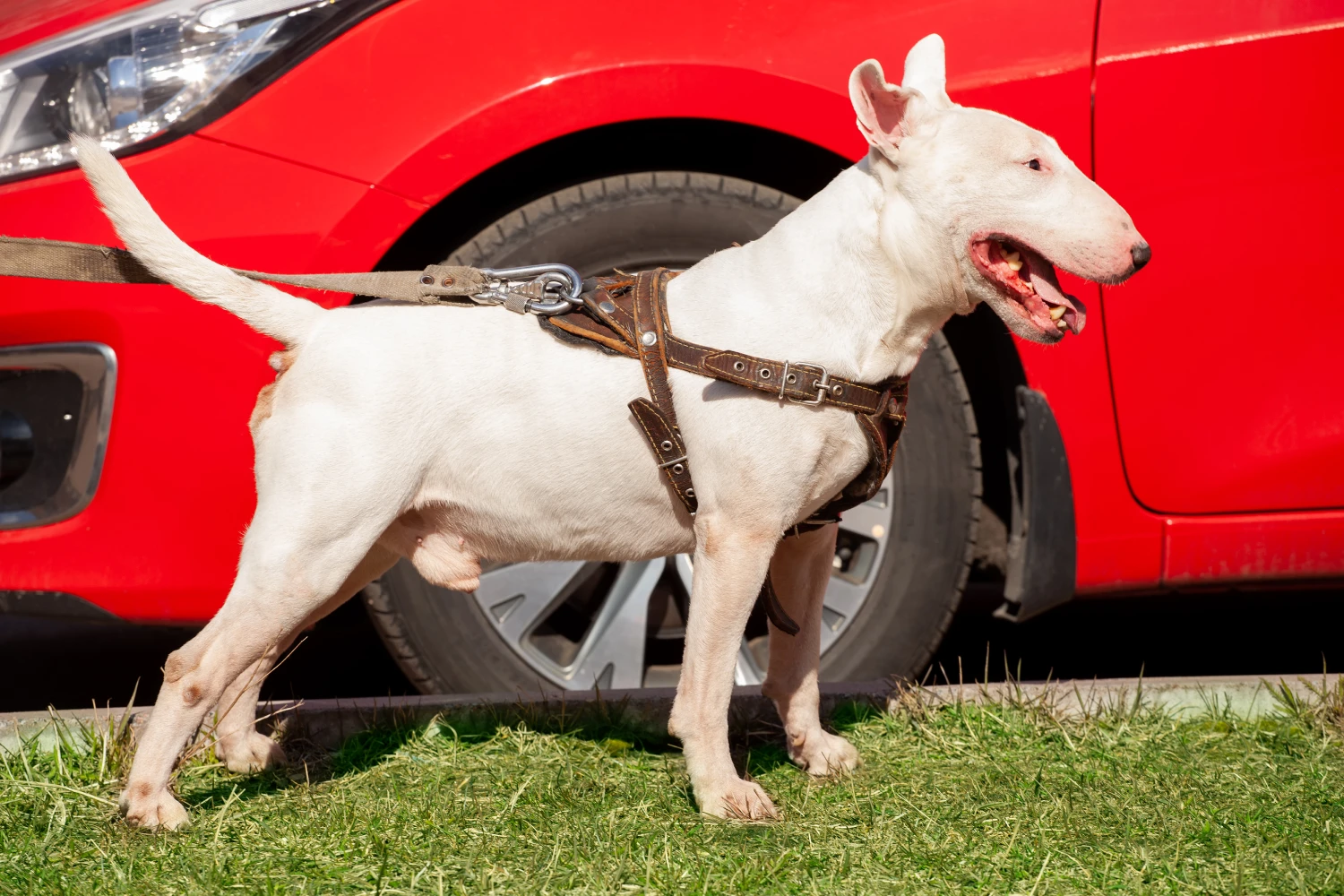 Nissan Maxima Dog Car Seat for Bull Terriers