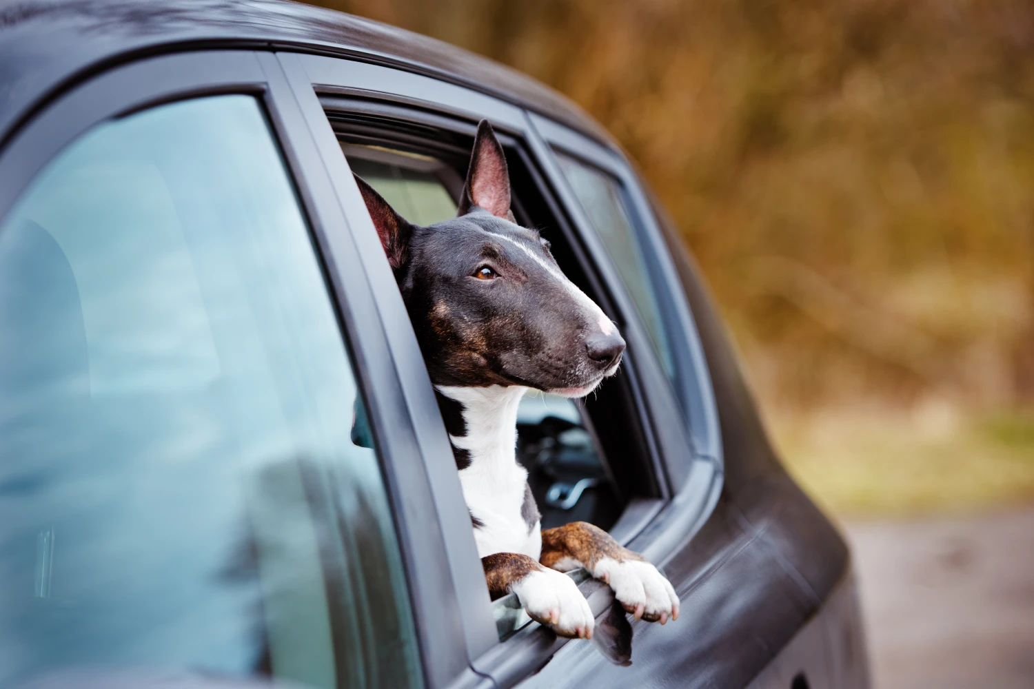 Nissan Maxima Dog Car Seat for Bull Terriers