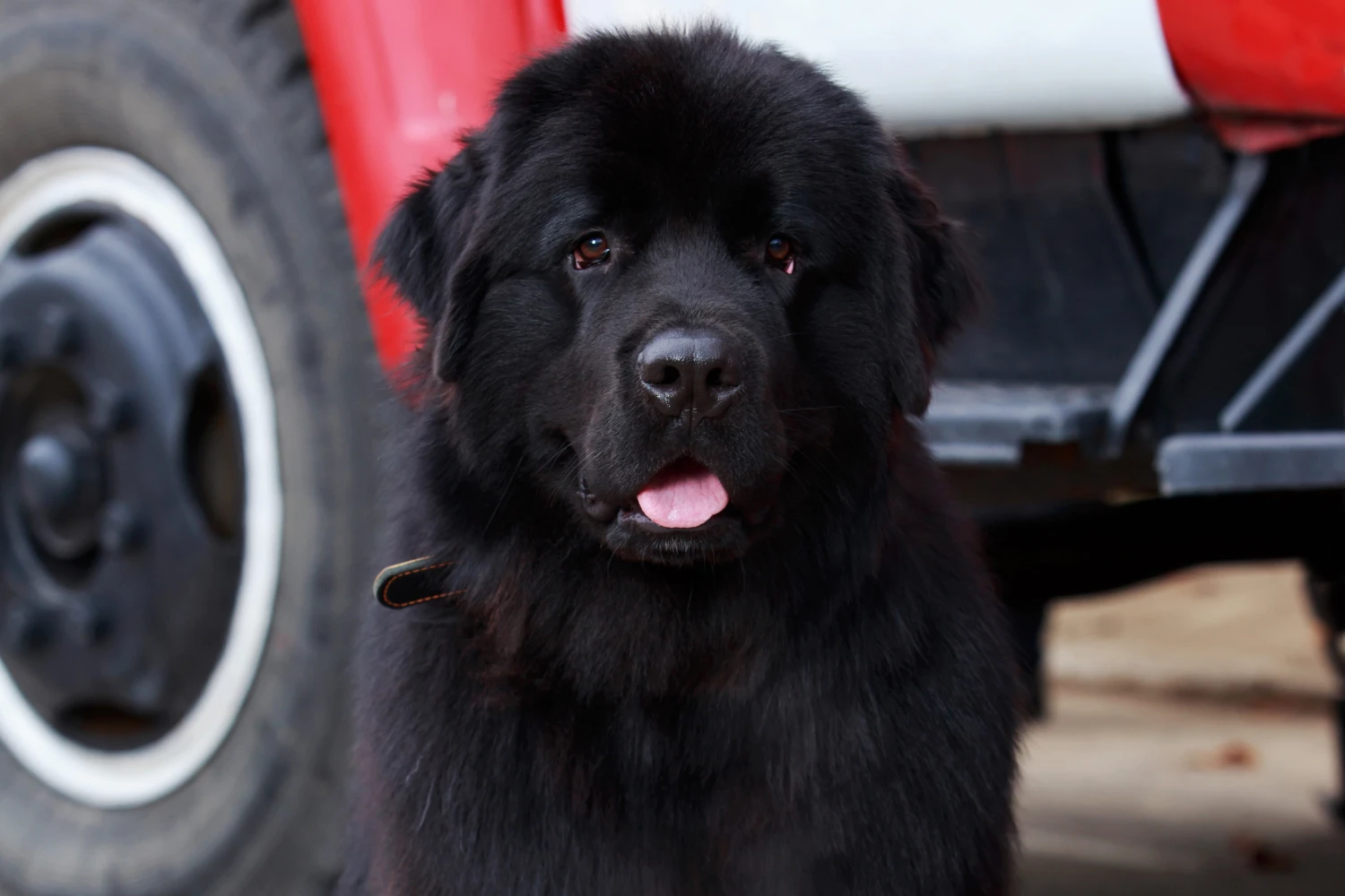 Jeep Renegade back seat cover for Newfoundlands