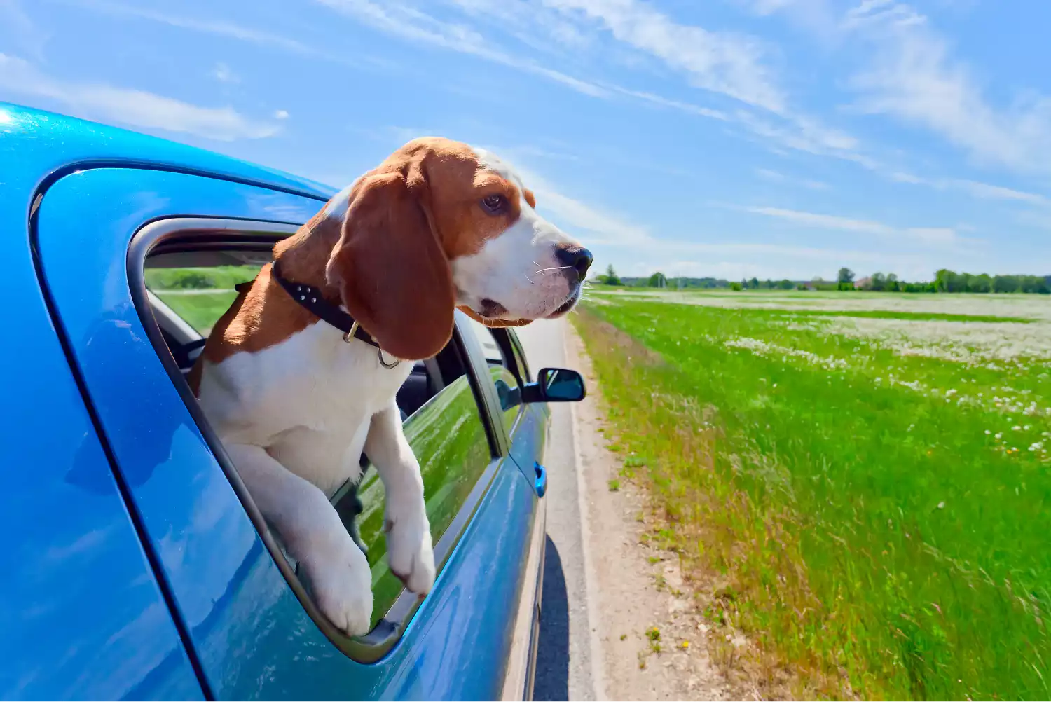 Honda Pilot Dog Car Seat for Beagles