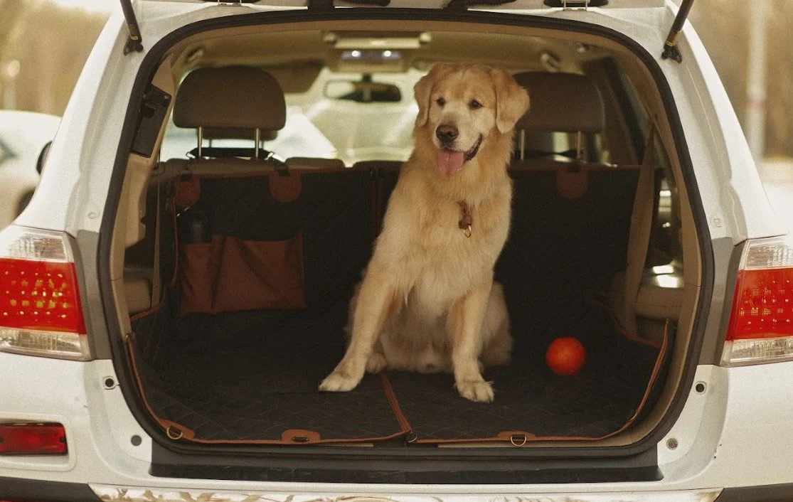 Volkswagen Jetta back seat cover for German Wirehaired Pointers