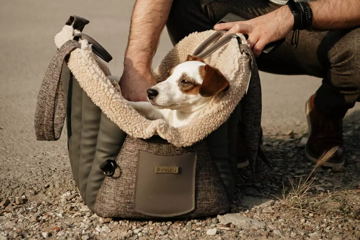 Subaru Forester Dog Carrier Car Seat for Teddy Roosevelt Terrier