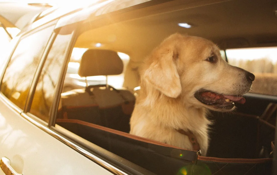 Chinese Shar-Pei back seat cover for Dodge Durango