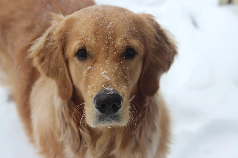 Efficient Deshedding Glove for Pets