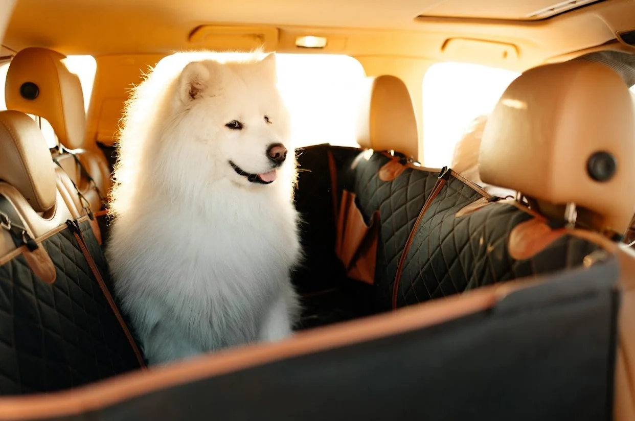 Mazda6 back seat cover for Golden Retrievers