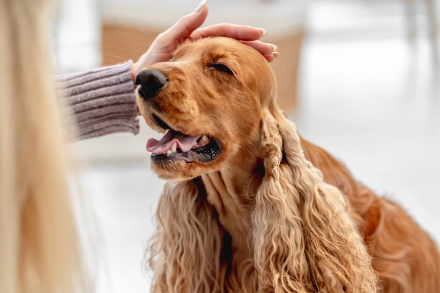 Short Hair Dog Grooming Glove