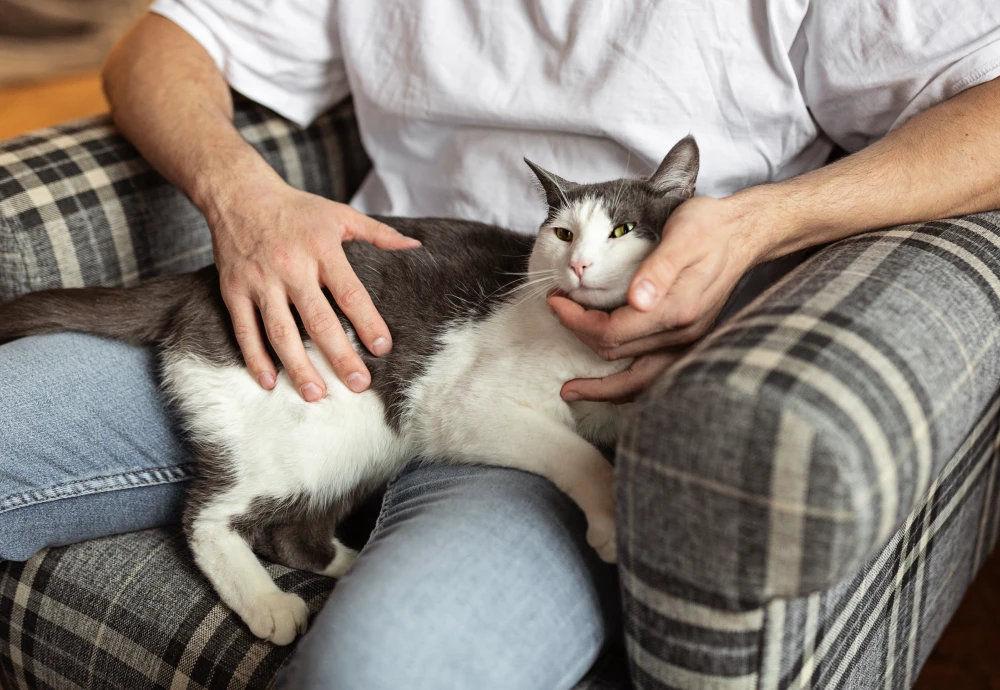 best pet watching camera